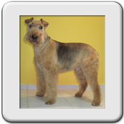 Airedale Terrier getrimmt